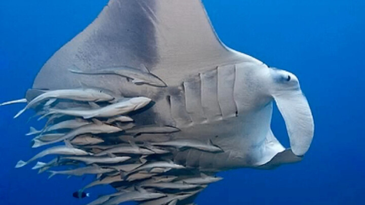 Manta ray, the fighter among poop-making machines!