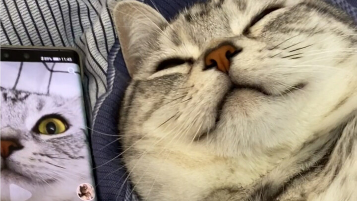Kitty karaoke at midnight—owner strikes back hard
