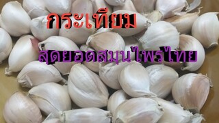 สรรพคุณทางยาและวิธีกินกระเทียม กับ2สูตรรักษาเชื้อราบนผิวหนัง และอาการฯ/โดยฮอยไทยอีสาน