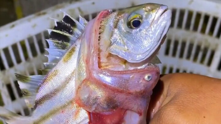 Have you ever seen this kind of fish?
