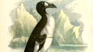 Hewan Yang Punah Karna Ulah Manusia (great auk)