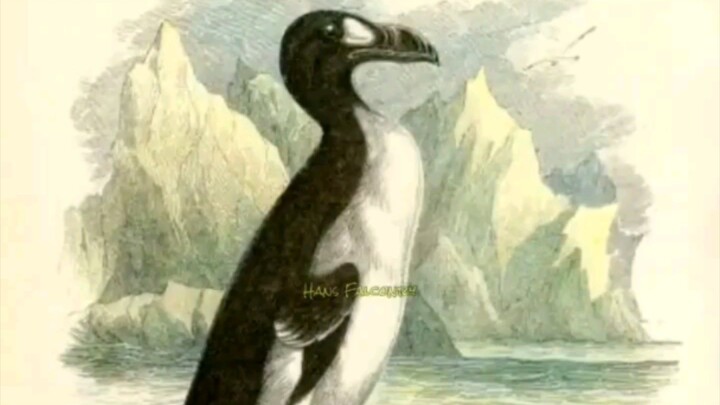 Hewan Yang Punah Karna Ulah Manusia (great auk)
