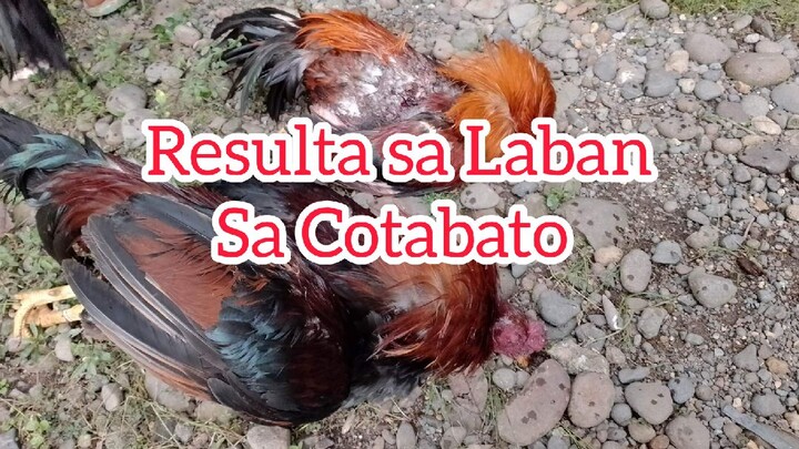 Resulta sa Laban sa Cotabato/ Background ni Simpleng Sabungero