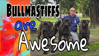 The Bullmastiff bonding time// bullmastiffs are very handsome dogs//cuddling the bullmastiffs