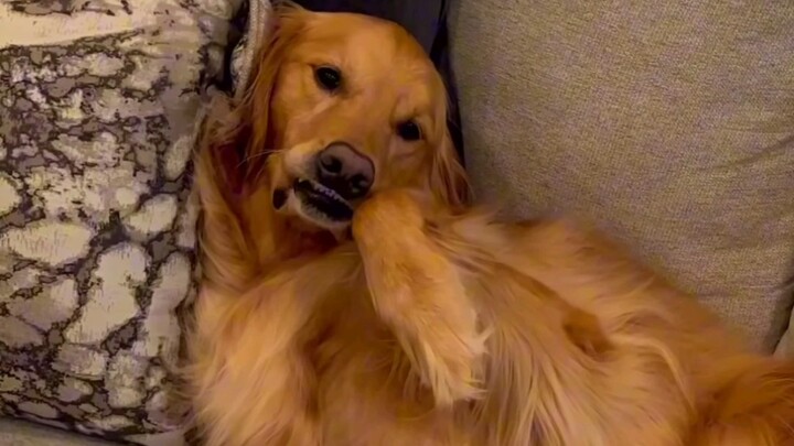 “Người mẫu chó”!