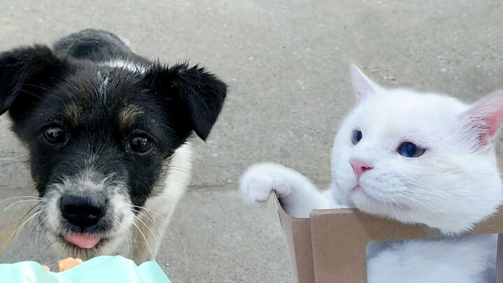 [Animals]Video of feeding poor stray dog