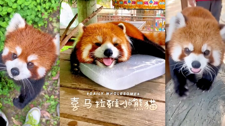 Tentang panda kecil, inilah yang perlu Anda ketahui...