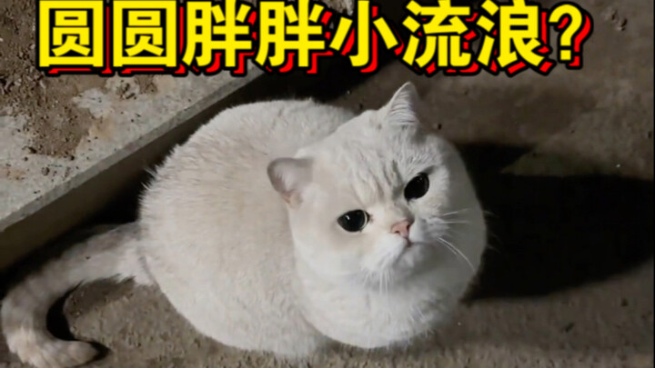 Kucing jalanan berbobot super bulat, bulat dan gemuk