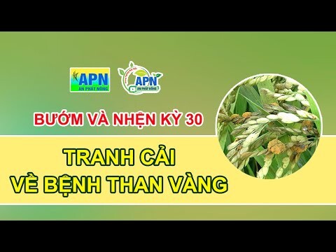 APN - BƯỚM VÀ NHỆN KỲ 30 - TRANH CẢI VỀ BỆNH THAN VÀNG #anphatnong