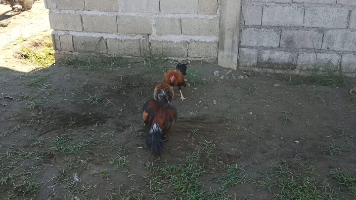 kabunghan Bulik 4months old 1st Spar