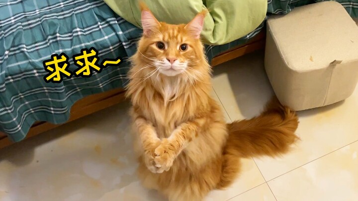 แมวเมนคูนไหว้ลาได้ น่ารักเกินไปแล้ว!