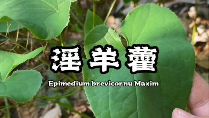 Epimedium—so potent that even goats can’t resist; young hero, please don’t be tempted to find out…
