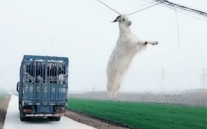 Baa baa baa?