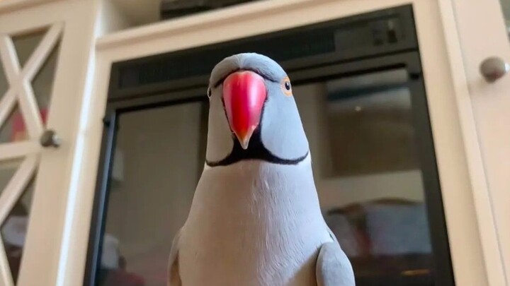 Cute blue diva~ Good morning~ Give you a kiss ❤