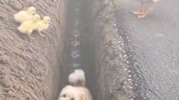 🦆