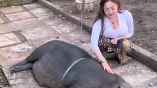 Ang Laki Dobra Ng baboy