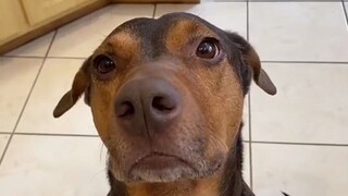 This dog is more obedient than you can imagine and can be a personal butler.