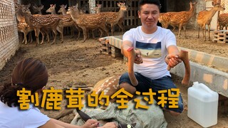 鹿茸到底是什么？割鹿茸的时候鹿会疼吗？我们拍下了取割的全过程