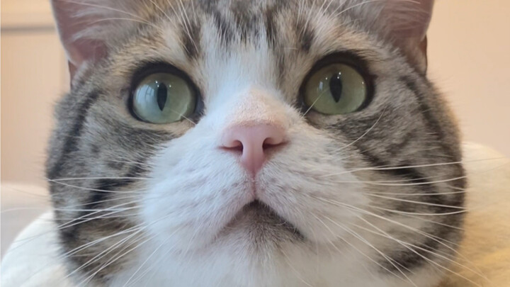 I just can’t shake the feeling my cat is different from everyone else’s.