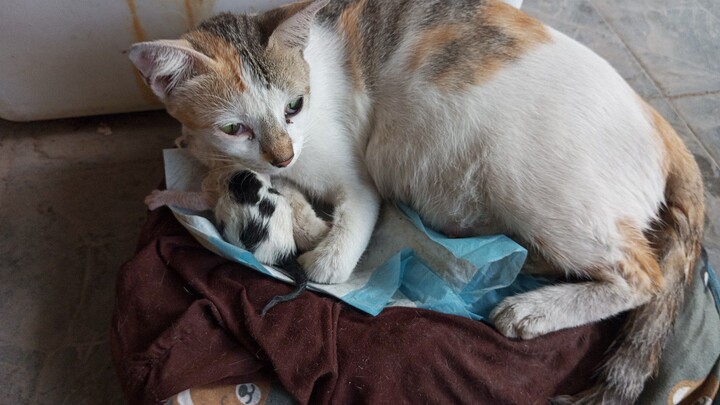 My Stupid Boss MOJI • [ 12/20/2025 ] • [ Vidio TVOD ] • [ TV Recorder ]