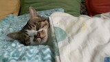 【狸花猫】今天盖着枕着睡的有点实！