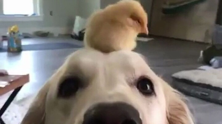 【Anjing Golden Retriever】Anjing yang lembut tak pernah kekurangan teman