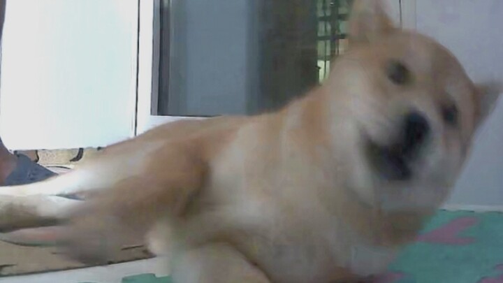 มองเจ้าตูบค่อยๆ ล้มลง น่ารักจนแทบเป็นลม