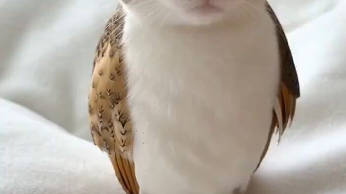 Oh! so cute funny Owlcat