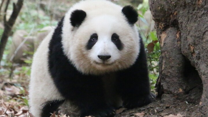 [Animal] [Panda He Hua] A Rolling Cutie