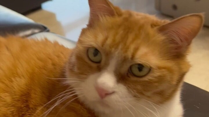 น้องเหมียวไม่ได้จะร้องเมี๊ยวเมี๊ยวเมื่อไหร่ก็ได้ตามที่คุณคิดนะ