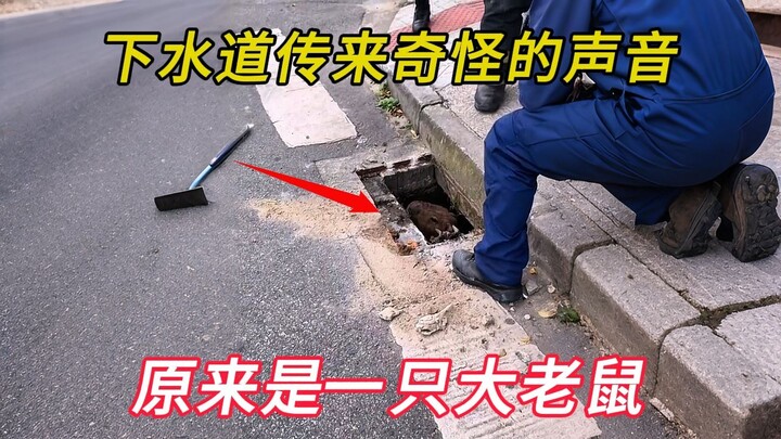 Strange noises came from the sewer, and out popped a huge rat!