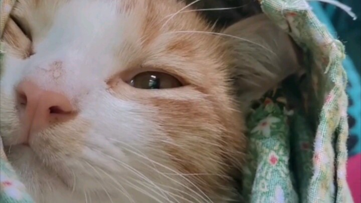 How to make a cat fall asleep? 😻
