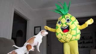 Funny Dogs vs Giant Pineapple Prank สุนัขตลก Maymo และ Pot Pie