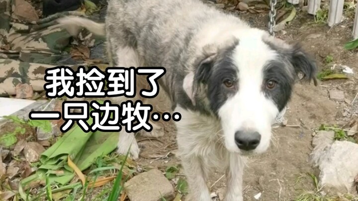 Gak nyangka aku juga nemu seekor anjing...