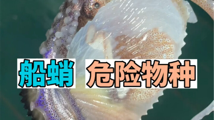 A marvelous species encountered while deep-sea fishing—Argonauts (Chuan Shao). Stay away from danger