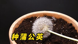 Kalau kamu melihat bunga dandelion di pinggir jalan, jangan diterbangkan. Petik saja dan kubur di po