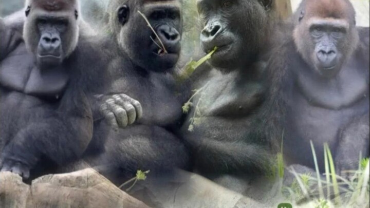 Hongshan Zoo: Their names will stay with them for life. Netizen: Sorry, but I can’t apologize for le