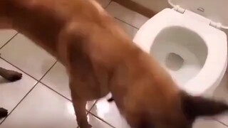 Dog: Did you get it? Should I teach you again?