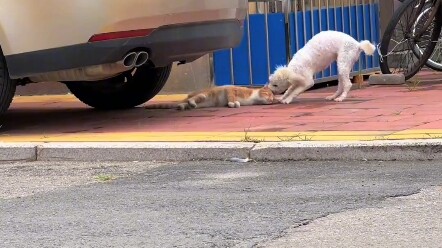 ใครไม่รู้ก็คงนึกว่าหมาลากแมวตายไป แมวนี่เหมือนคาปิบาราชัดๆ!