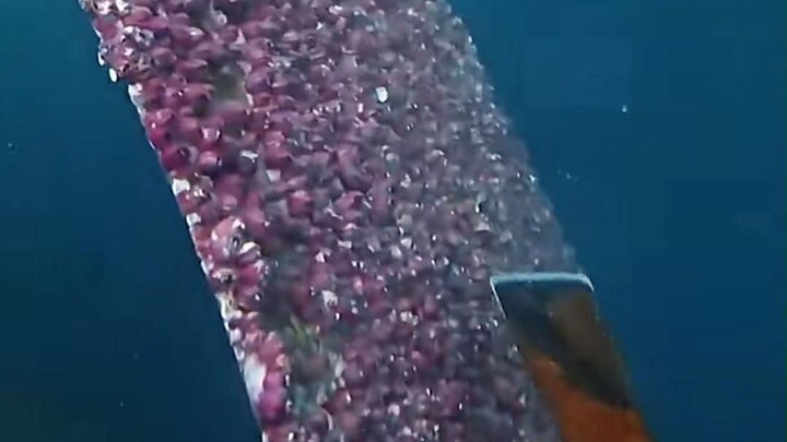 The “top-tier holdouts” of the ocean—the nightmare of ship captains worldwide!