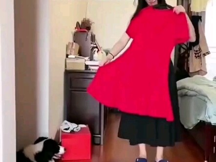 Anjing: Kamu tahu aturannya kan, ambil uang 50 yuan dan belikan aku daging untuk dimakan #BorderColl