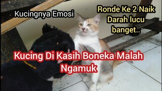 Kucing Uweng  Emosi Parah Di kasih Boneka Kucing sampe Naik Darah Lucu Banget kocak