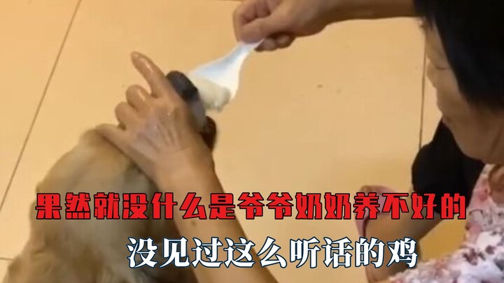 ก็อย่างที่คาดไว้นั่นแหละ ไม่มีอะไรที่คุณตาคุณยายจะเลี้ยงไม่ได้