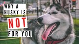 5 Reasons Why A Husky Is NOT FOR YOU!