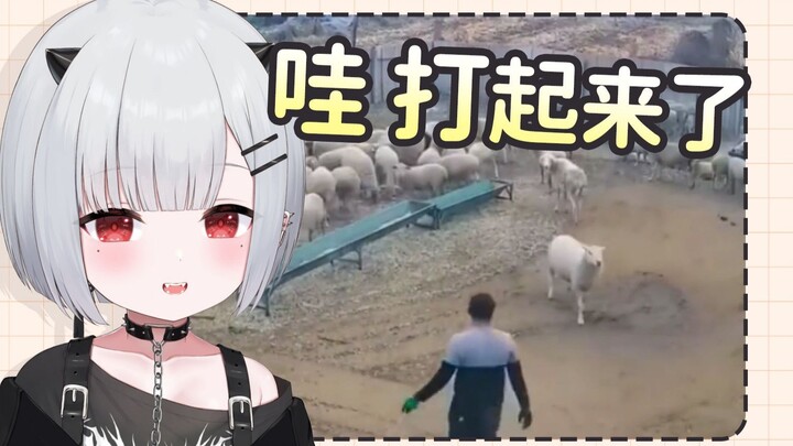恶鬼宝宝看人羊大战，领头羊战斗力的天花板【新人日V】