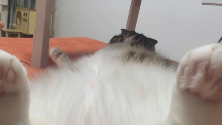 Traverse the Sucking-Hair Jungle!