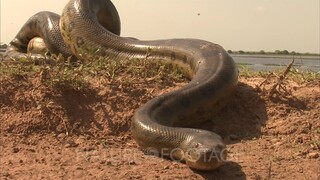 Anaconda is very interested in you