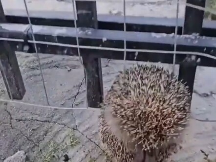 A kind foreign girl rescued a little hedgehog trapped in a wire fence, and soon after, it surprised 