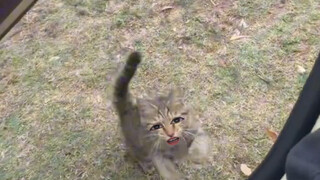 猫咪：糊涂！主人这不在面前呢么