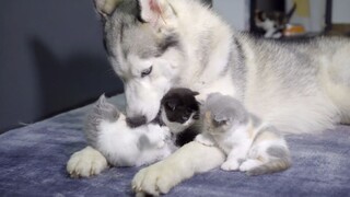 Dog Video | My Dog Loves Cat